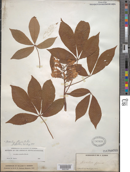 Yellow Buckeye (Aesculus flava)