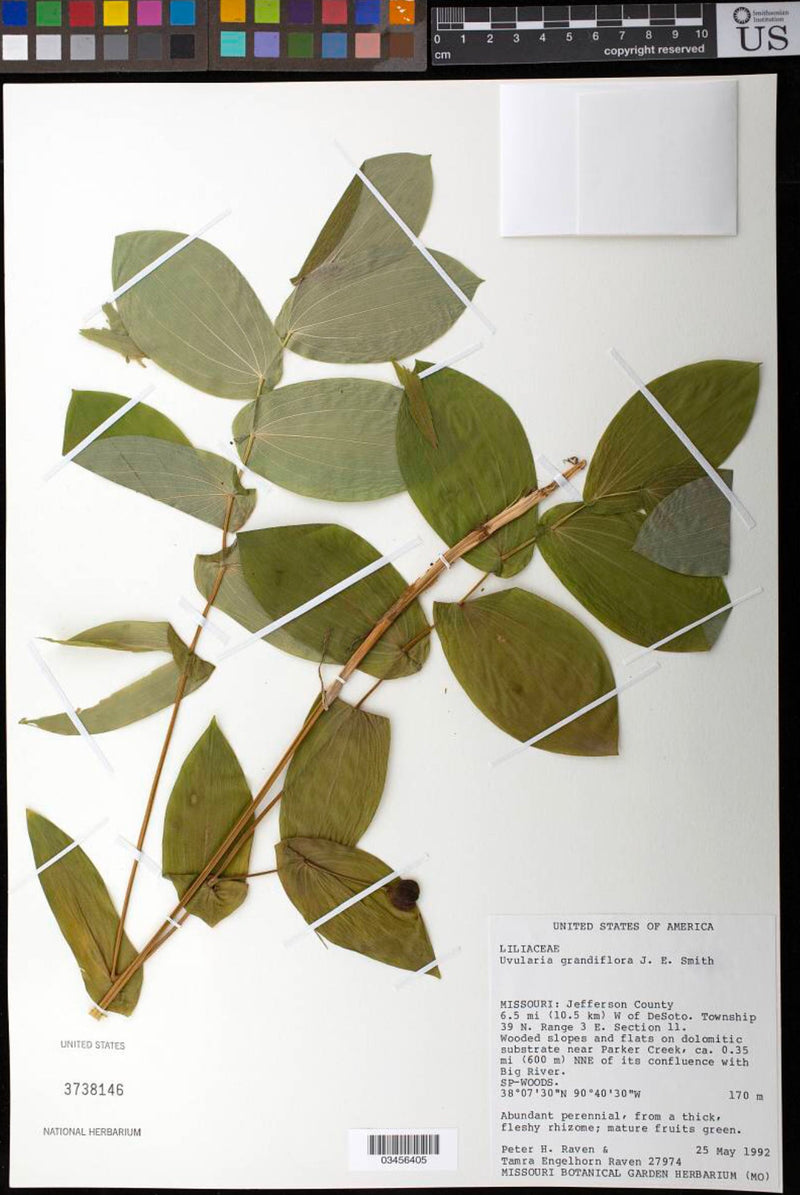Large-flowered Bellwort (Uvularia grandiflora) BARE ROOT