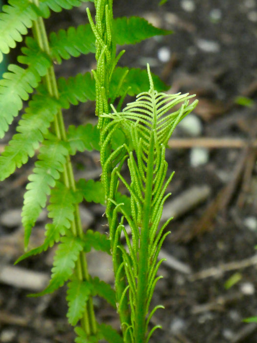 Ostrich Fern (Matteuccia struthiopteris) BARE ROOT