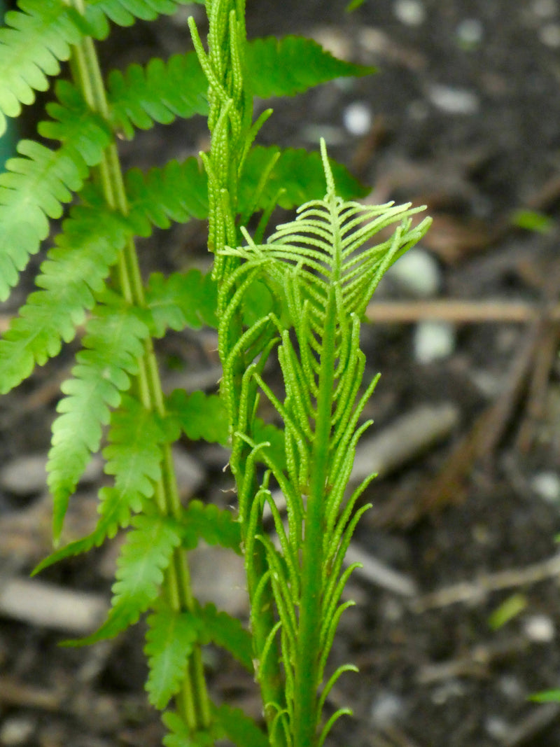 Ostrich Fern (Matteuccia struthiopteris) BARE ROOT - SHIPS BEGINNING WEEK OF 12/2