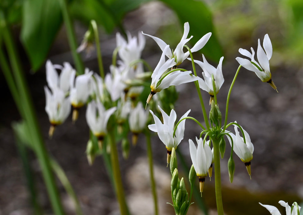 Midland Shooting Star (Dodecatheon meadia) BARE ROOT