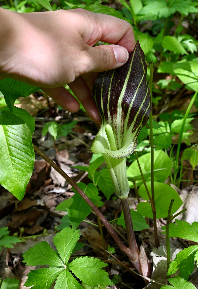 Jack-in-the-Pulpit (Arisaema triphyllum) BARE ROOT - SHIPS STARTING 03/11