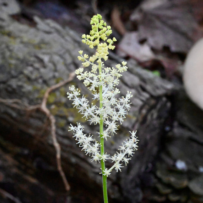 Solomon’s Plume (Maianthemum racemosum) BARE ROOT