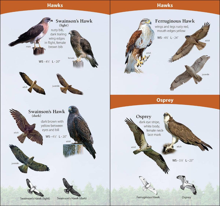 Birds of Prey of Midwest Quick Guide