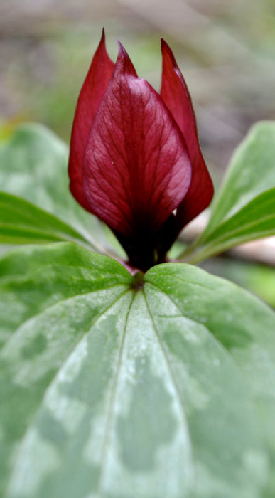 Prairie Trillium (Trillium recurvatum) BARE ROOT