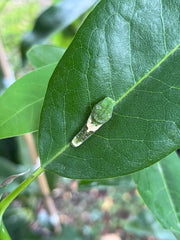 Sweetbay Magnolia (Magnolia virginiana)