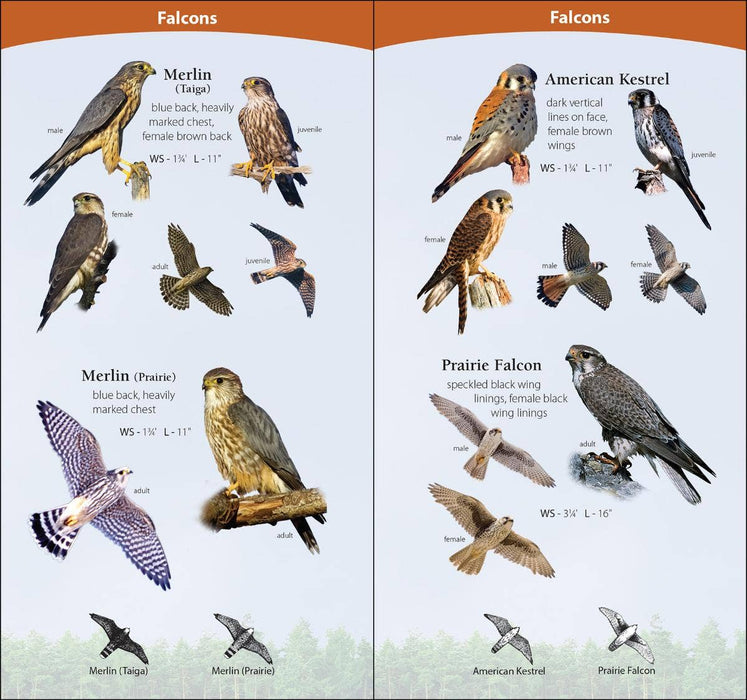 Birds of Prey of Midwest Quick Guide