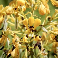 Seed Pack - Wild Senna (Senna hebecarpa)