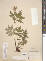 Virginia Waterleaf (Hydrophyllum virginianum) BARE ROOT - SHIPS STARTING 03/11