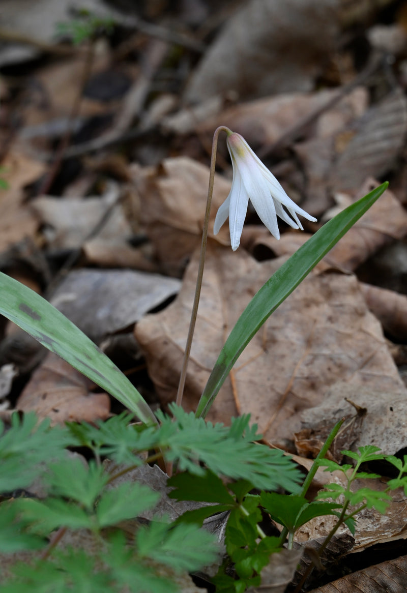 White Trout Lily (Erythronium albidum) BARE ROOT