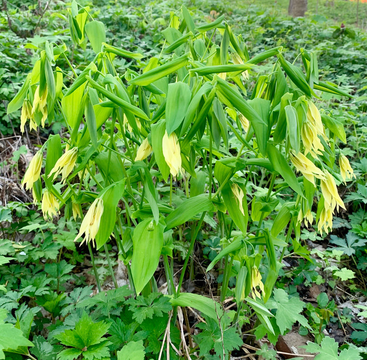 Large-flowered Bellwort (Uvularia grandiflora) BARE ROOT