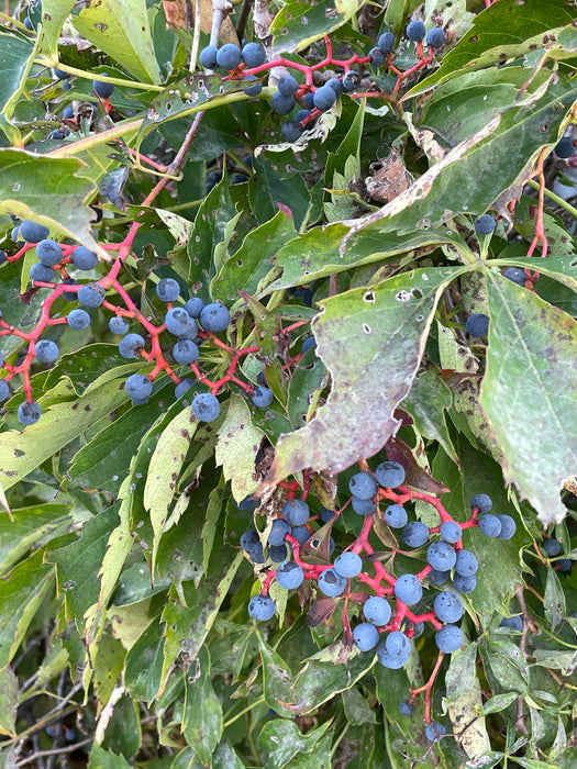 Virginia Creeper (Parthenocissus quinquefolia)