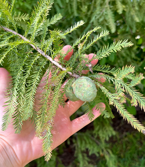 Bald Cypress (Taxodium distichum)