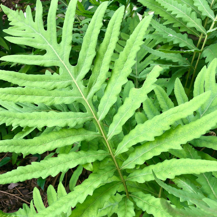 Sensitive Fern (Onoclea sensibilis) BARE ROOT