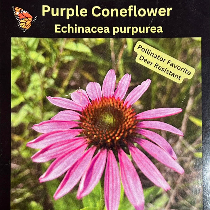 Seed Pack - Purple Coneflower (Echinacea purpurea)