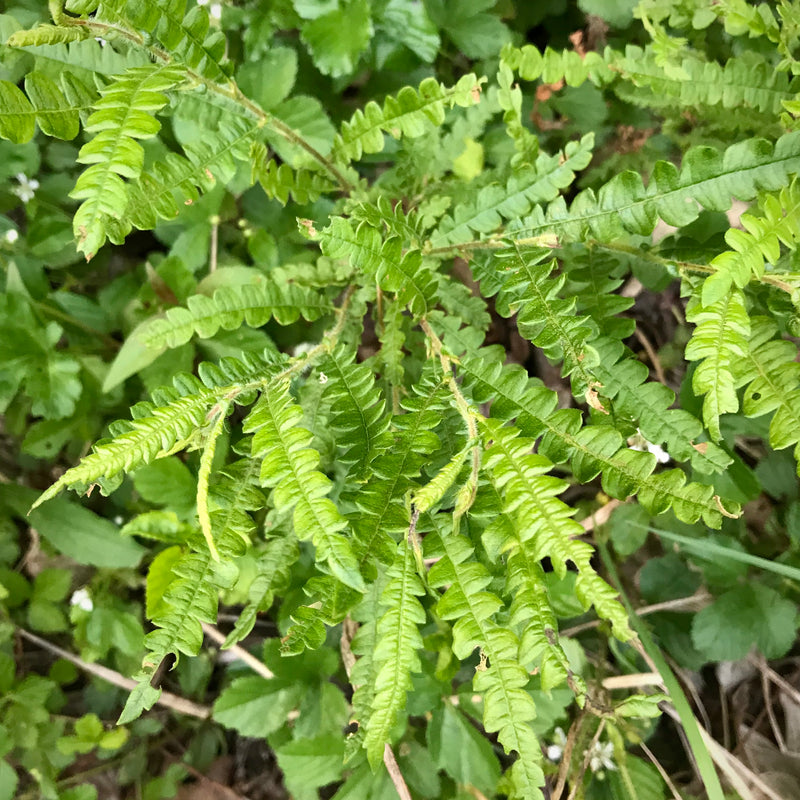 Sweet Fern (Comptonia peregrina)