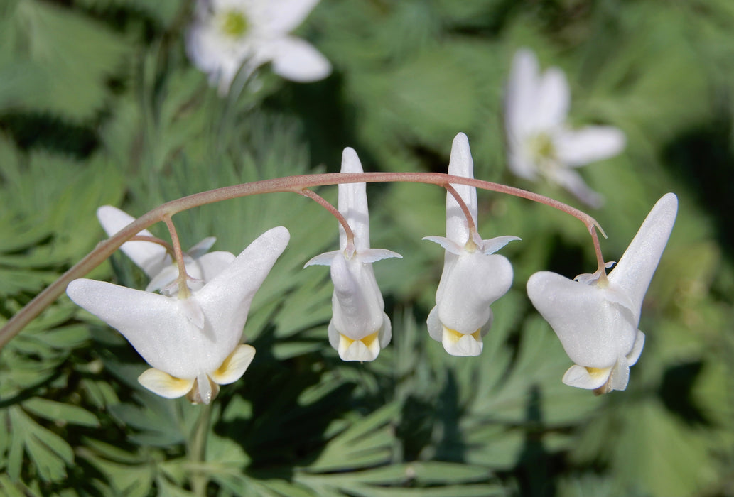 Dutchman’s Breeches (Dicentra cucullaria) BARE ROOT