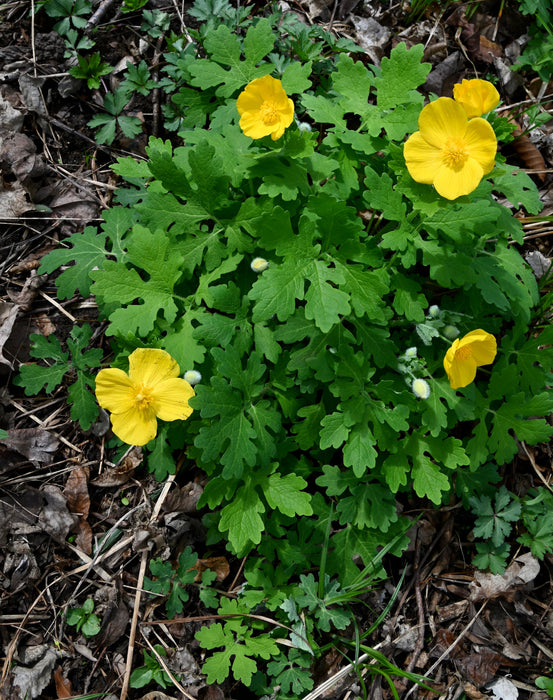 Wood Poppy (Stylophorum diphyllum) BARE ROOT