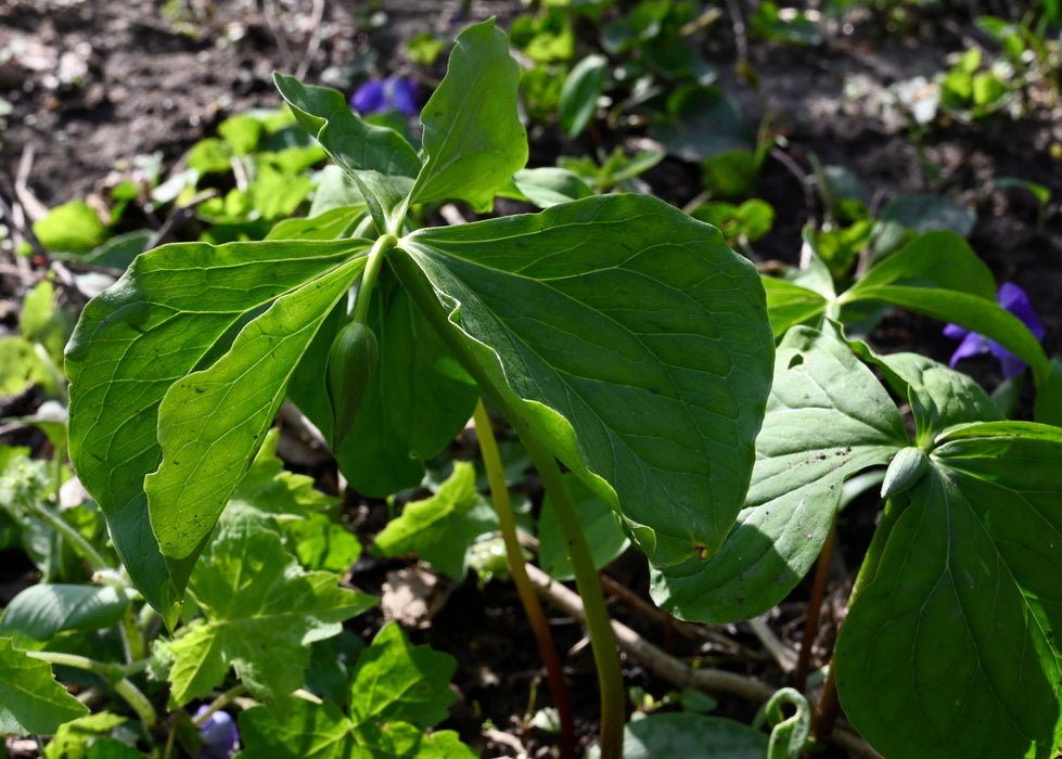 Red Trillium (Trillium erectum) BARE ROOT