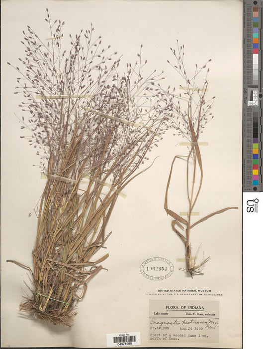 Purple Lovegrass (Eragrostis spectabilis) 1 GAL