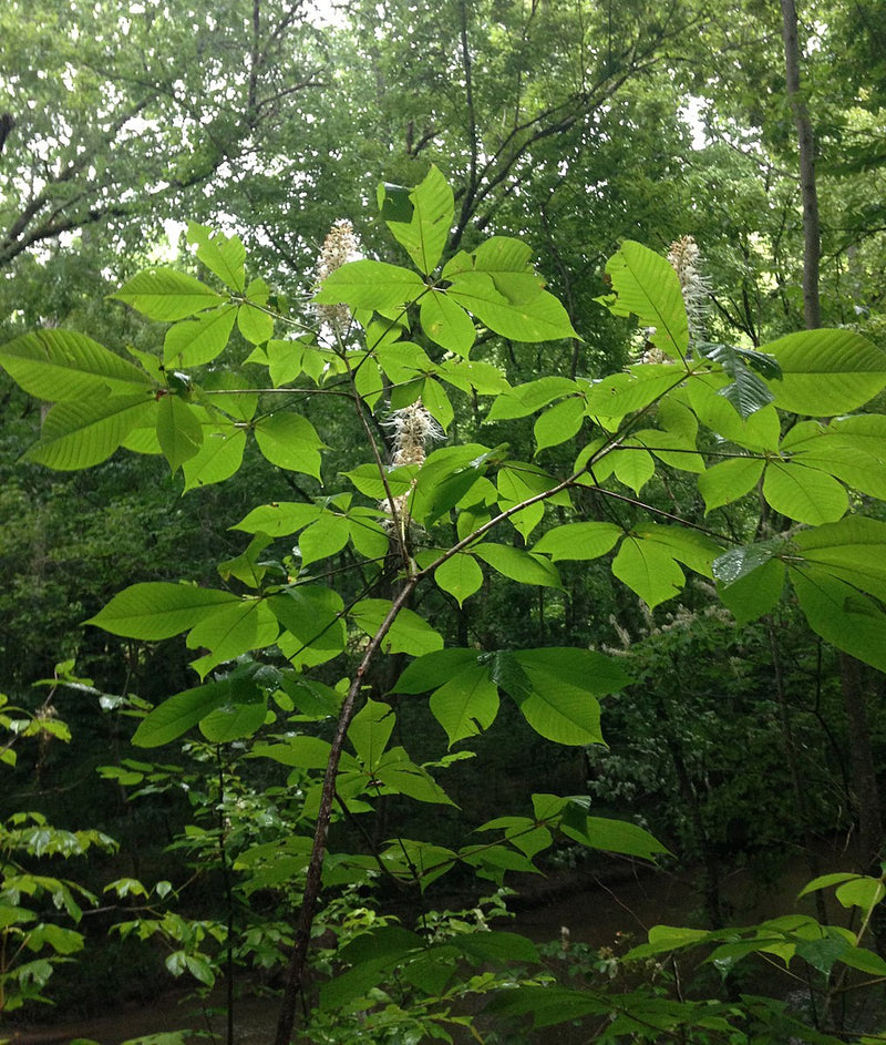 Bottlebrush Buckeye (Aesculus parviflora)