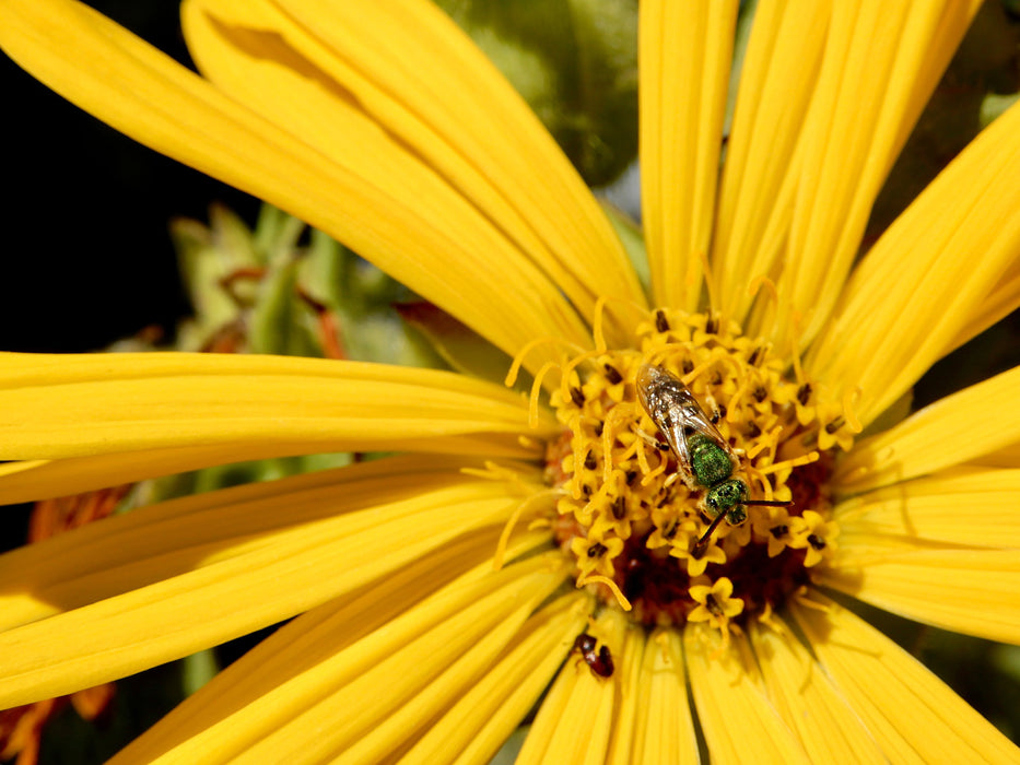 Seed Pack - Prairie Dock (Silphium terebinthinaceum)