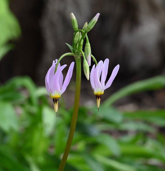 Midland Shooting Star (Dodecatheon meadia) BARE ROOT