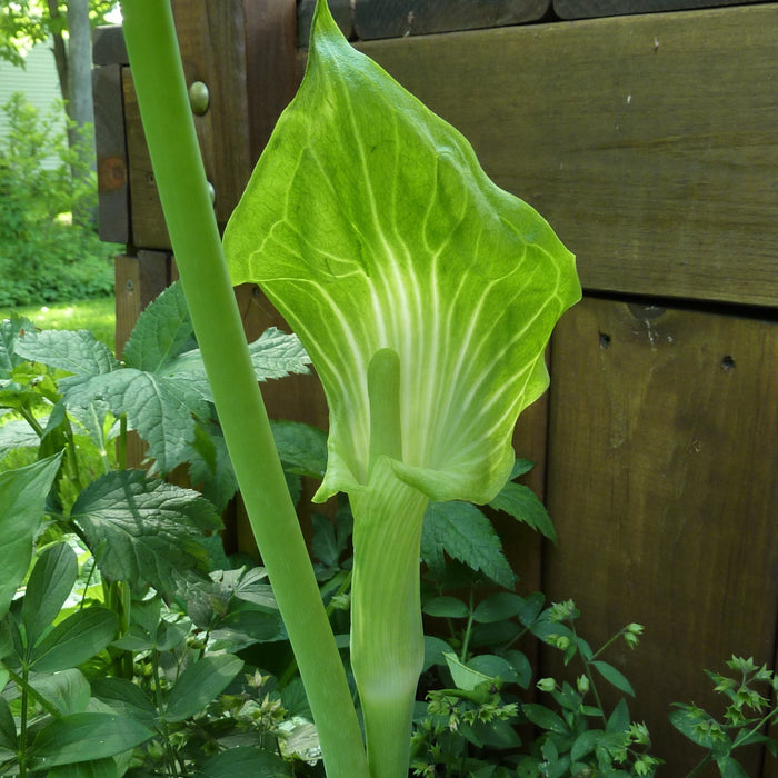 Jack-in-the-Pulpit (Arisaema triphyllum) BARE ROOT