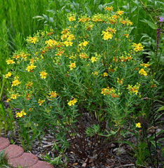 Kalm’s St. John’s Wort (Hypericum kalmianum)