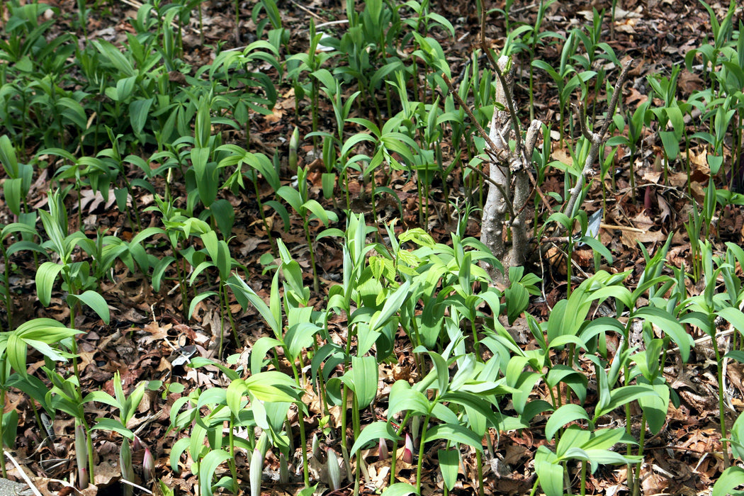 Starry Solomon’s Plume (Maianthemum stellatum) BARE ROOT