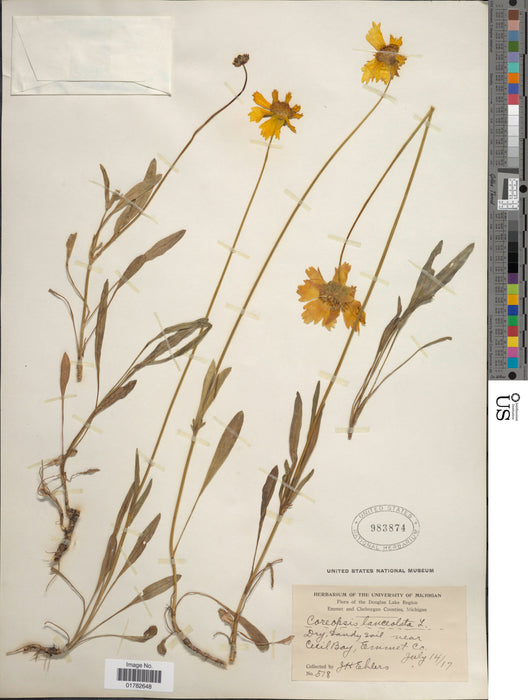 Lance-leaf Coreopsis (Coreopsis lanceolata) 1 GAL