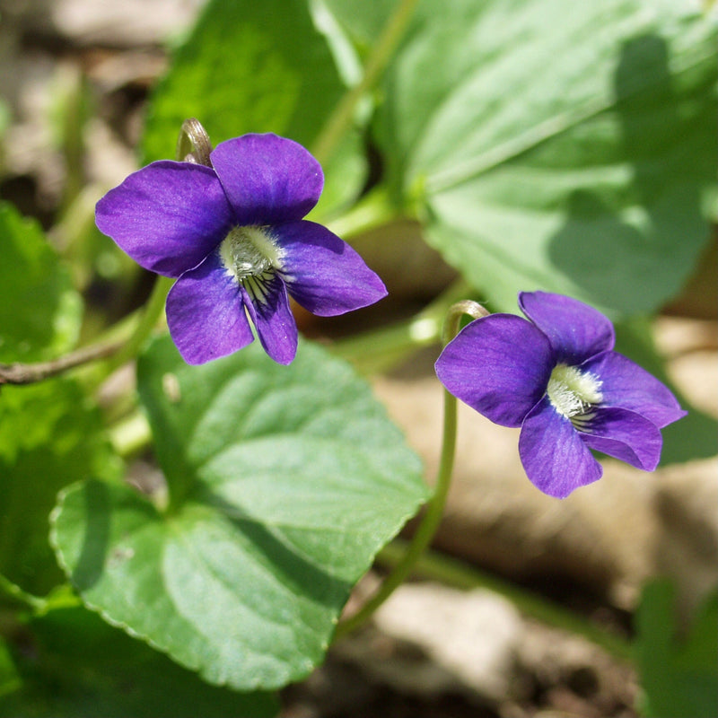 Common Blue Violet (Viola sororia) BARE ROOT - SHIPS STARTING 03/11