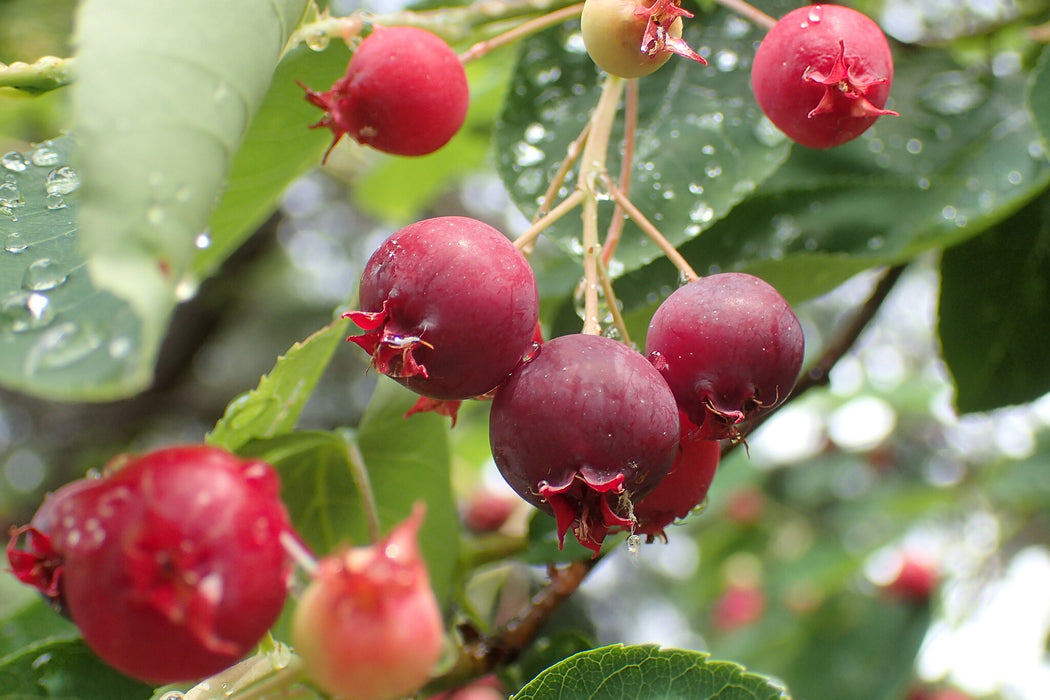 Shadblow Serviceberry (Amelanchier canadensis)