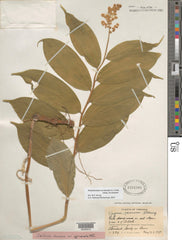 Solomon’s Plume (Maianthemum racemosum) BARE ROOT