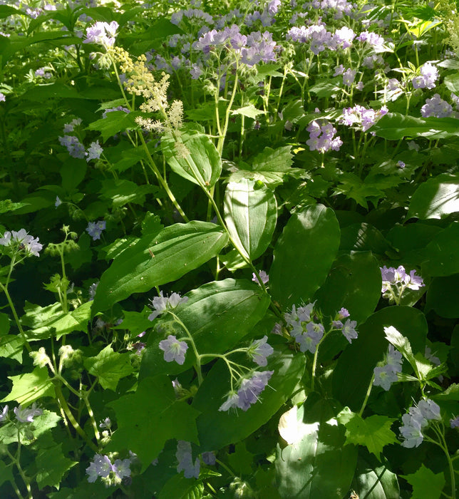 Solomon’s Plume (Maianthemum racemosum) BARE ROOT