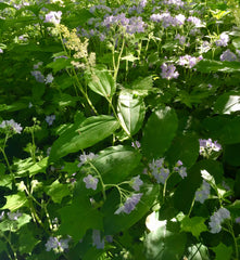 Solomon’s Plume (Maianthemum racemosum) BARE ROOT - SHIPS BEGINNING WEEK OF 12/2