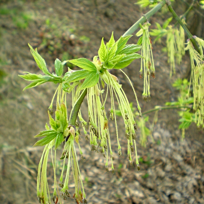 Box Elder Maple (Acer negundo)