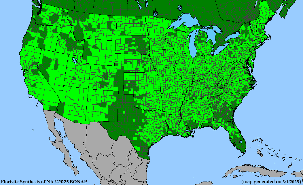 Box Elder Maple (Acer negundo)