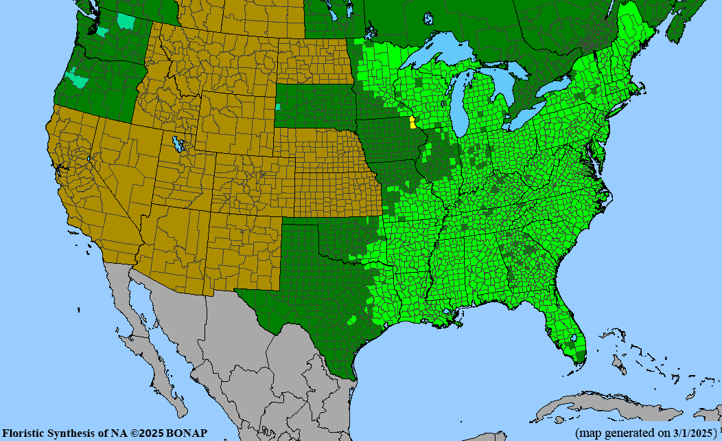 Red Maple (Acer Rubrum)