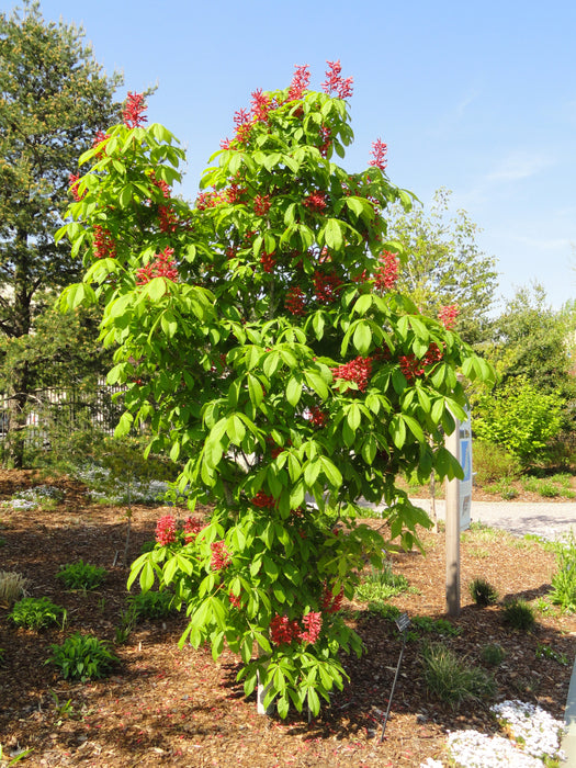 Red Buckeye (Aesculus pavia)