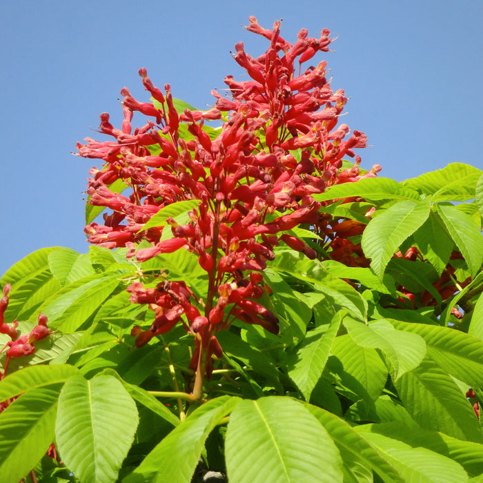 Red Buckeye (Aesculus pavia)