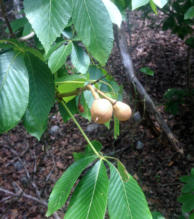 Red Buckeye (Aesculus pavia)