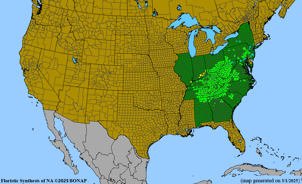 Yellow Buckeye (Aesculus flava)