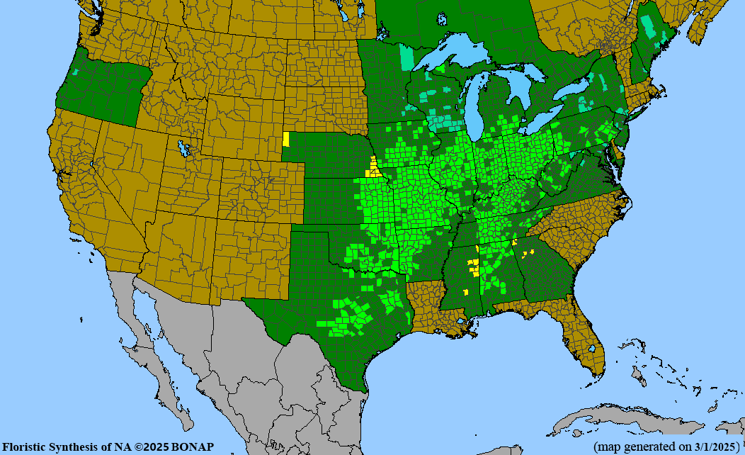 Ohio Buckeye (Aesculus glabra)