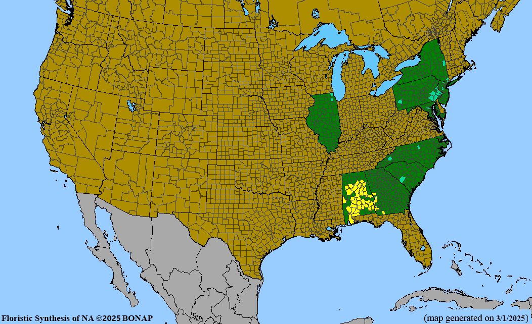 Bottlebrush Buckeye (Aesculus parviflora)