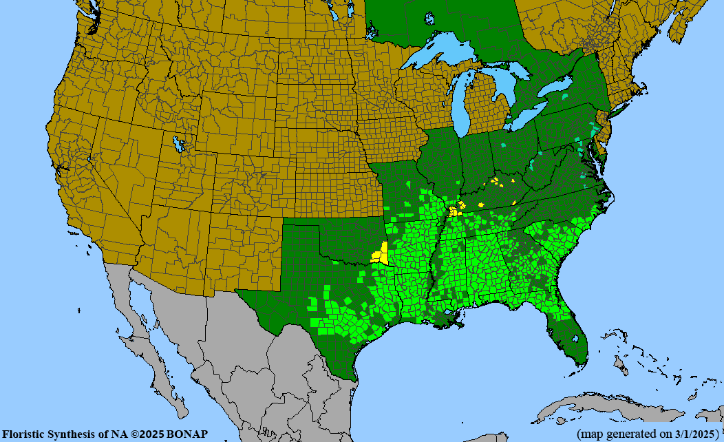 Red Buckeye (Aesculus pavia)