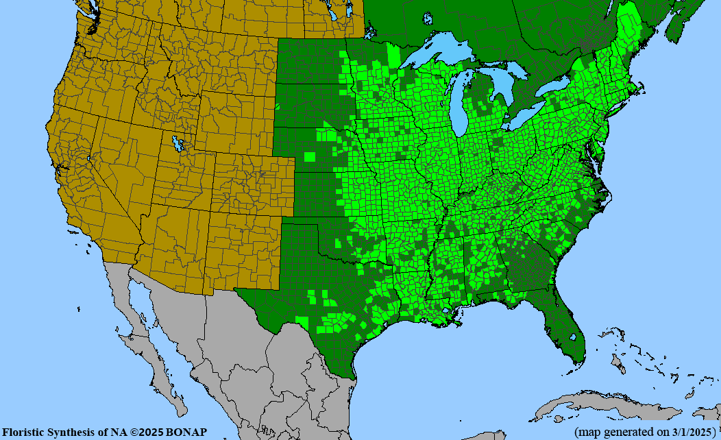 White Snakeroot (Ageratina altissima) 2x2x3" Pot