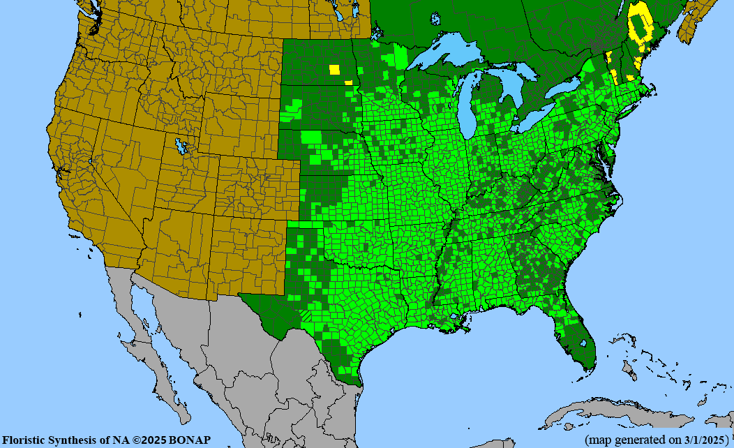 Wild Garlic (Allium canadense) BARE ROOT - BARE ROOT