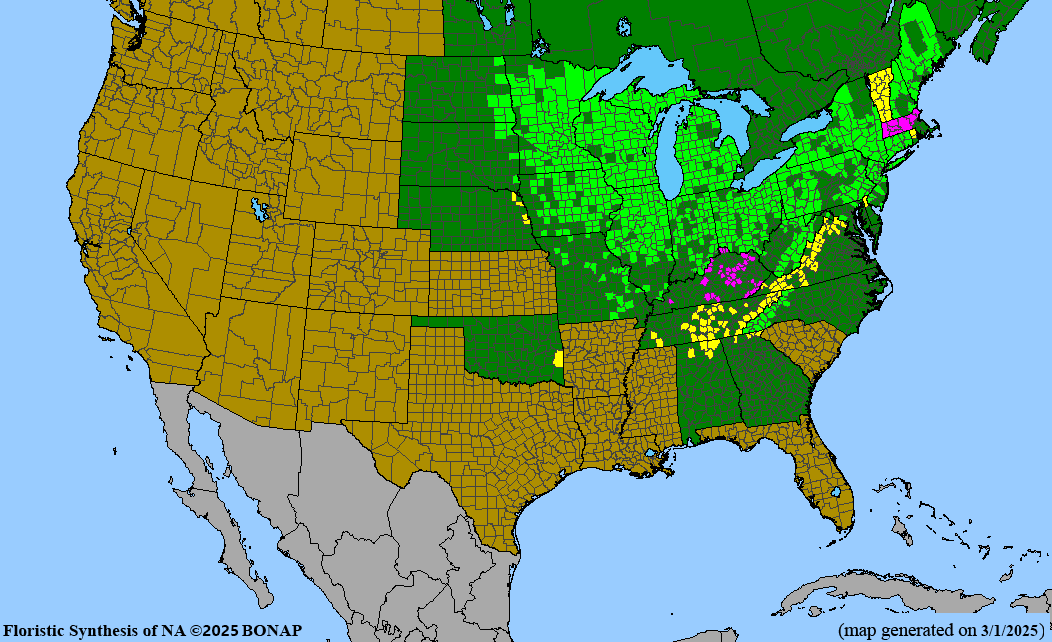 Wild Leek (Allium tricoccum) BARE ROOT