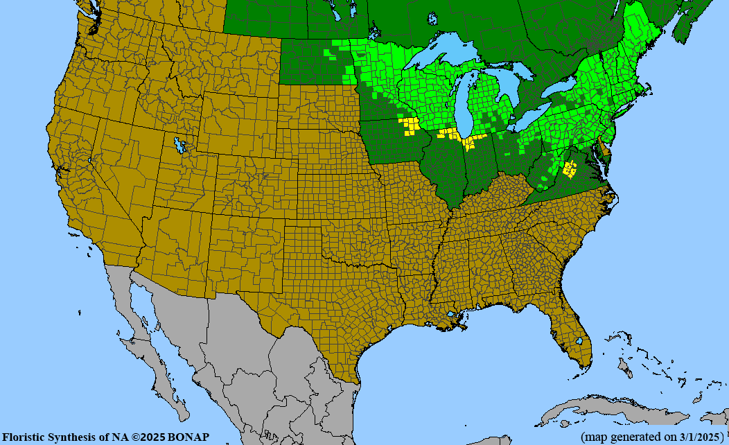 Specked Alder (Alnus incana ssp. rugosa)